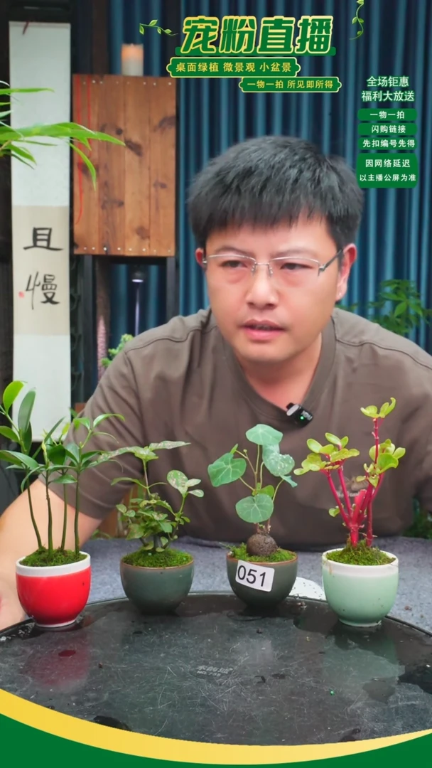 无花朵胡****^苔藓微景观051号