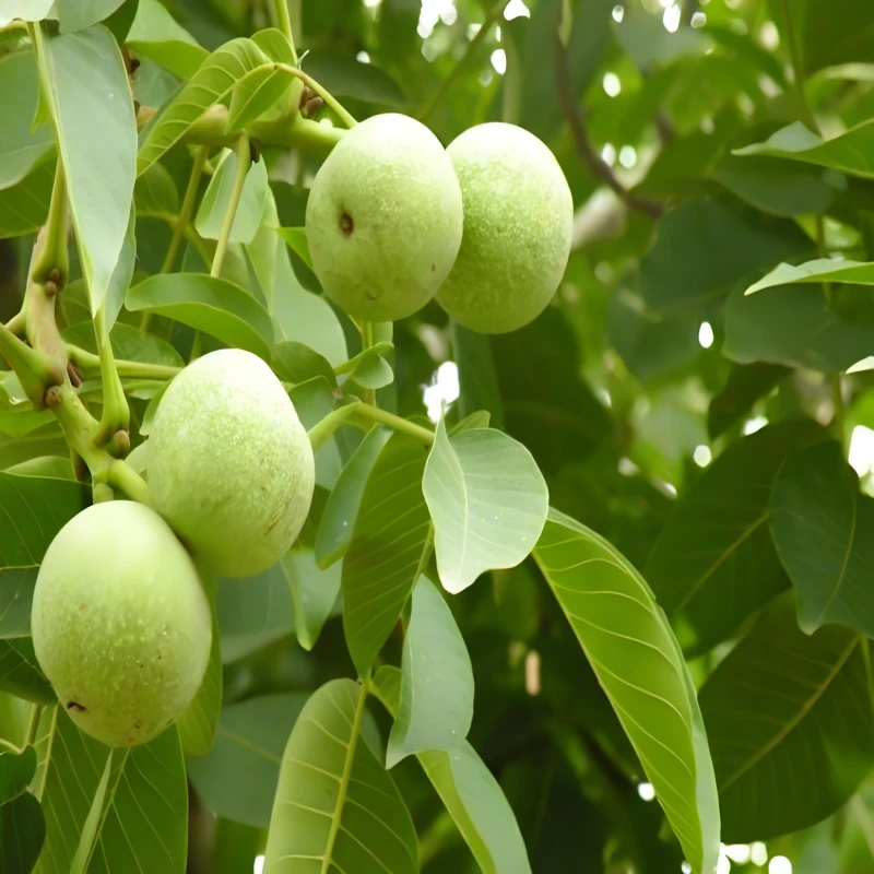 直播间定制商品青皮文玩核桃a20250707z