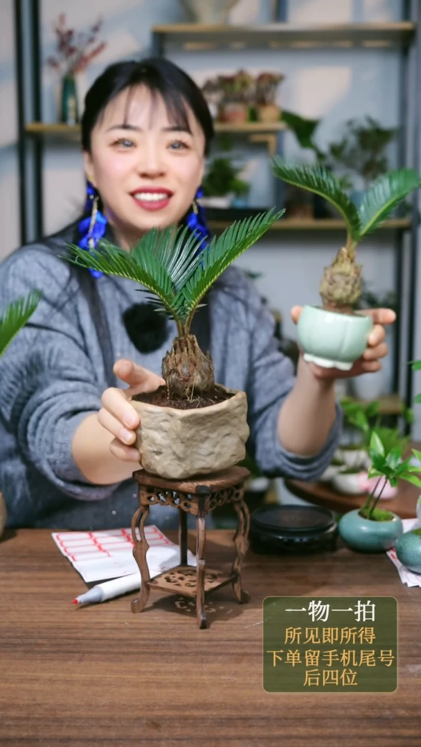 【闪购商品】10===5166铁树三叶