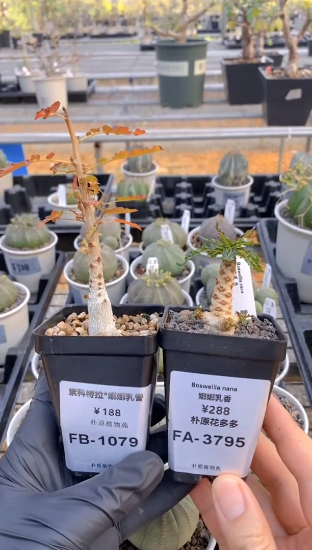 娜娜乳香FA3795+乳香杂FB1079