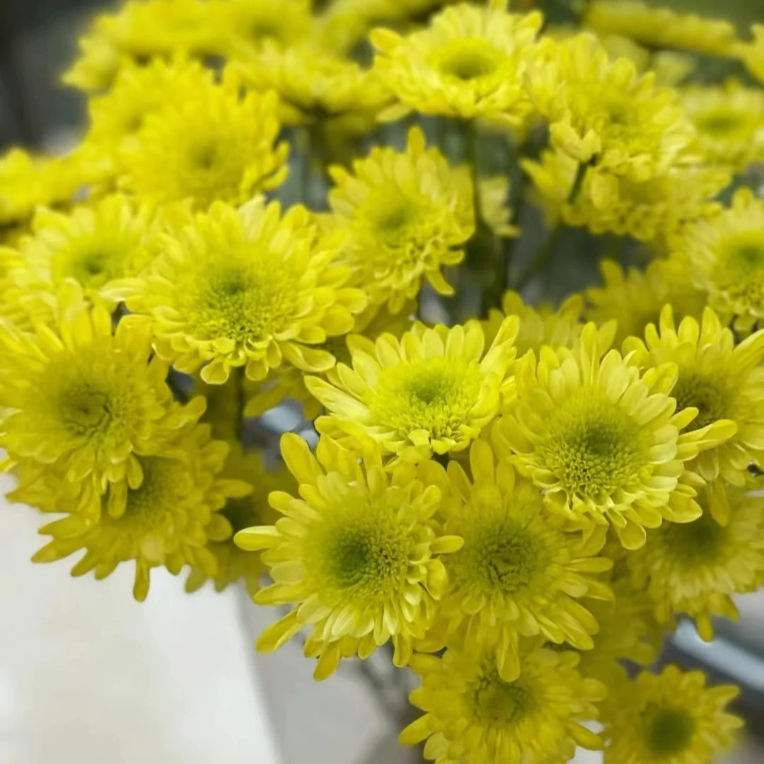 瑞黄小雏菊一把   云南基地直发  批发  一手货源   家养水养