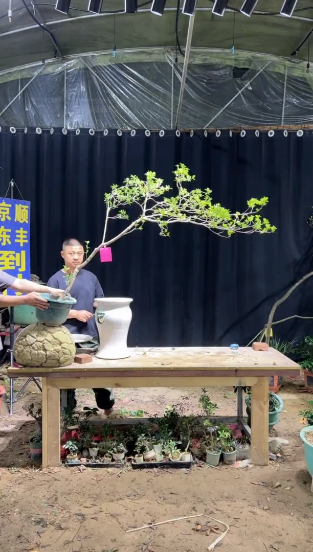当前无花栽培后可以开花A*d海岛栀子花