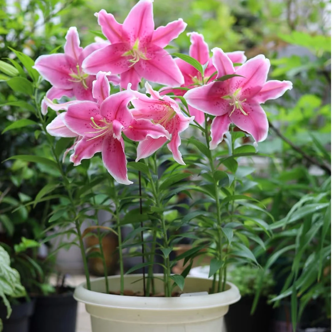 【索邦】16/18种球大四季可种阳台庭院种植