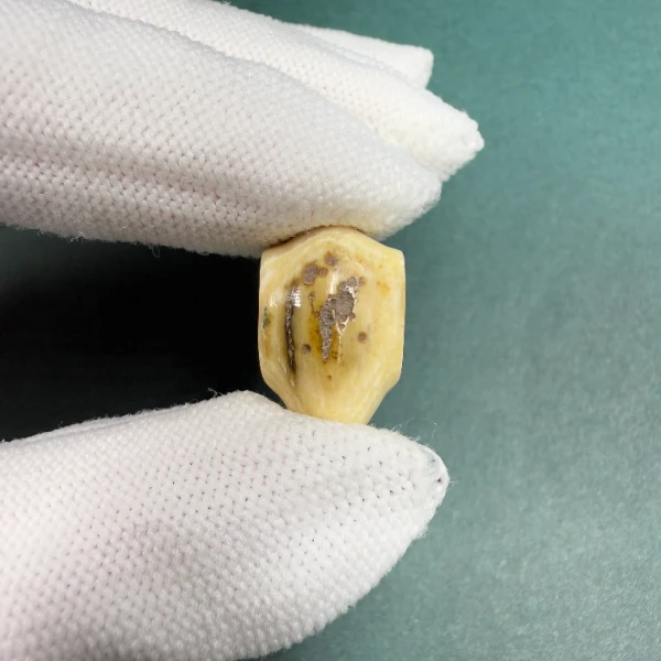 H5447天然猛犸牙 蓝眼 鲨鱼背三通 支持鉴定 假一罚四