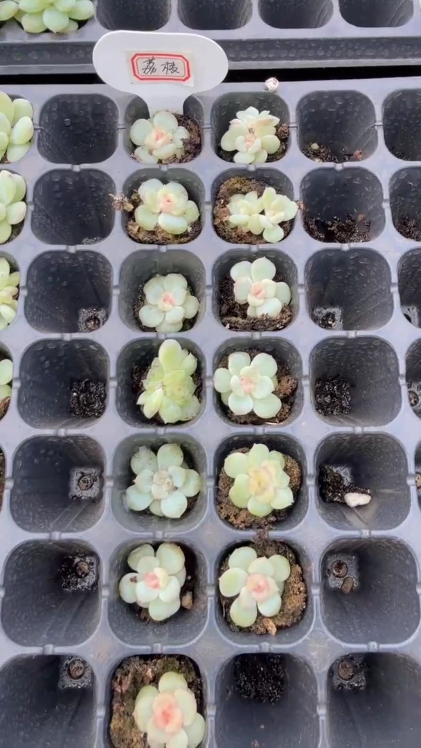 荔枝 多肉植物量拍 9块9包邮