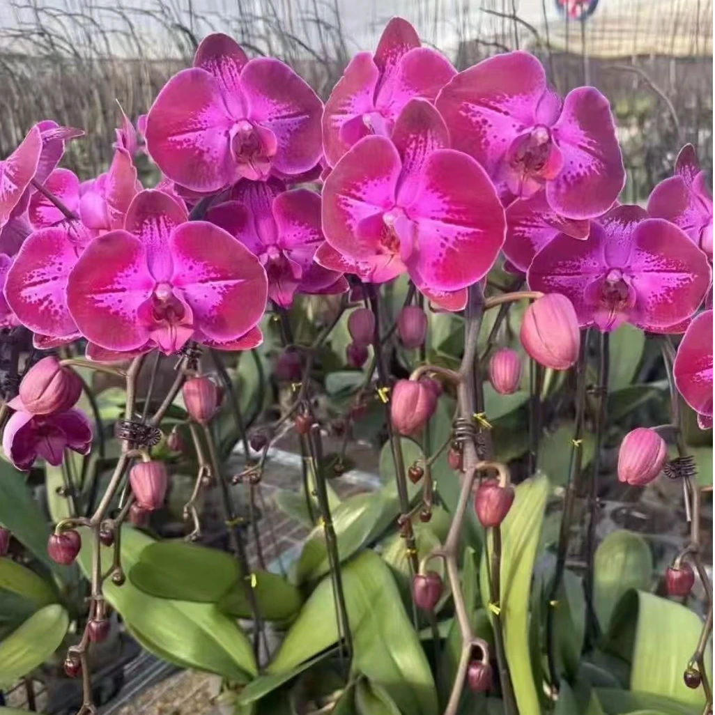 【带花剑】新品大花 黑红系列 2.8寸杯 刚出花剑