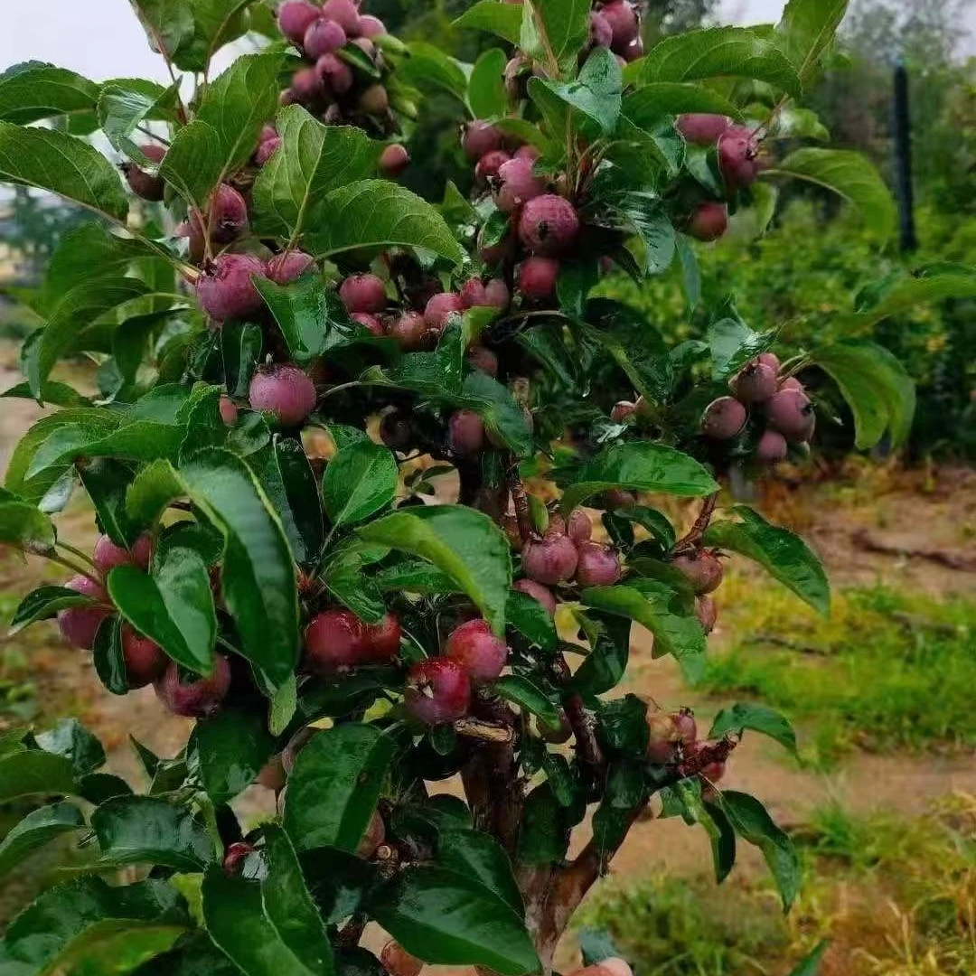 （赏花赏果吃果果）紫色王子海棠花带花苞带花芽耐寒南北方养殖