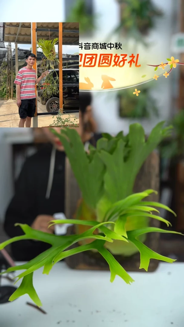 不开花植物A800-皇冠waiwai鹿角蕨
