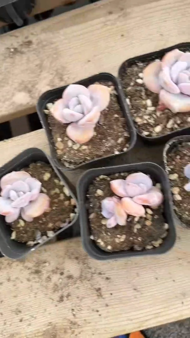 7颗    多肉 790