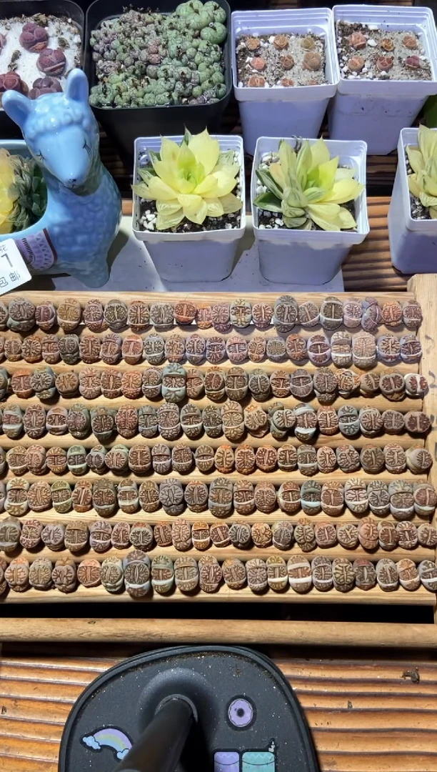 【闪购商品】8631特价菊纹章发货10颗量拍