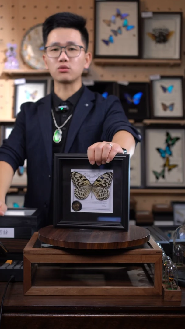 大帛斑蝶盲盒版7寸方框