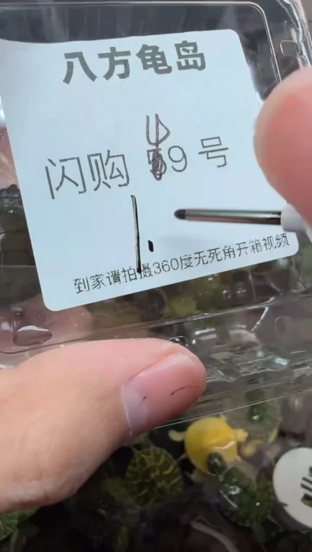 公母搭配宠物龟49