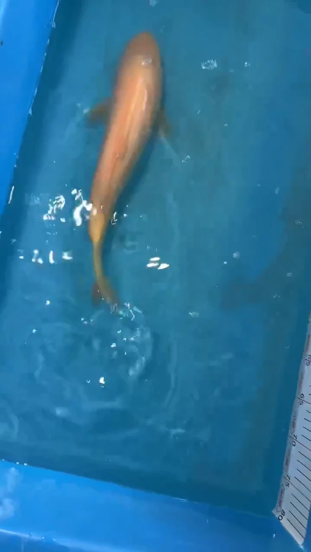 锦鲤太饱锦鲤36cm-45cm不包邮到付