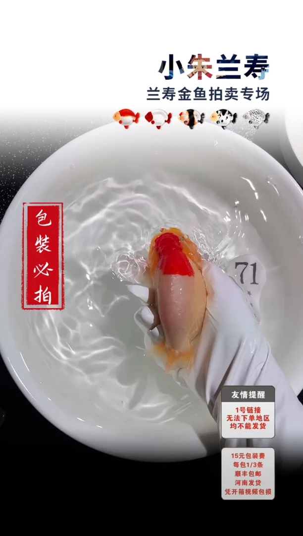 金鱼包装必拍未拍顺丰到付71号