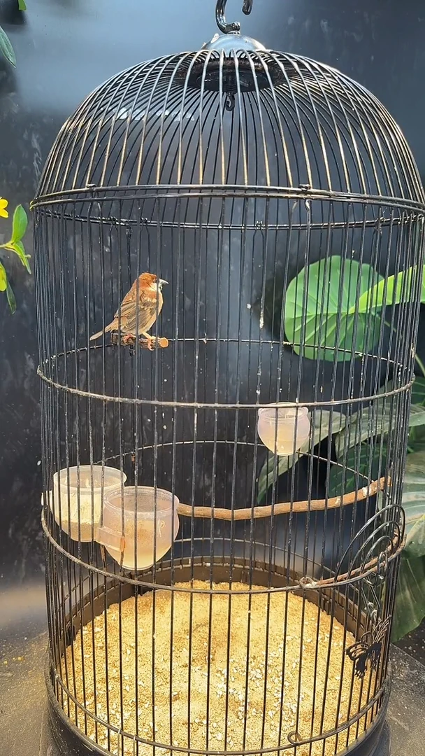 虎皮鹦鹉66号山麻雀养笼0元起拍