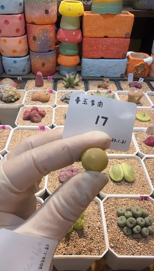 【闪购商品】25.1.21-17