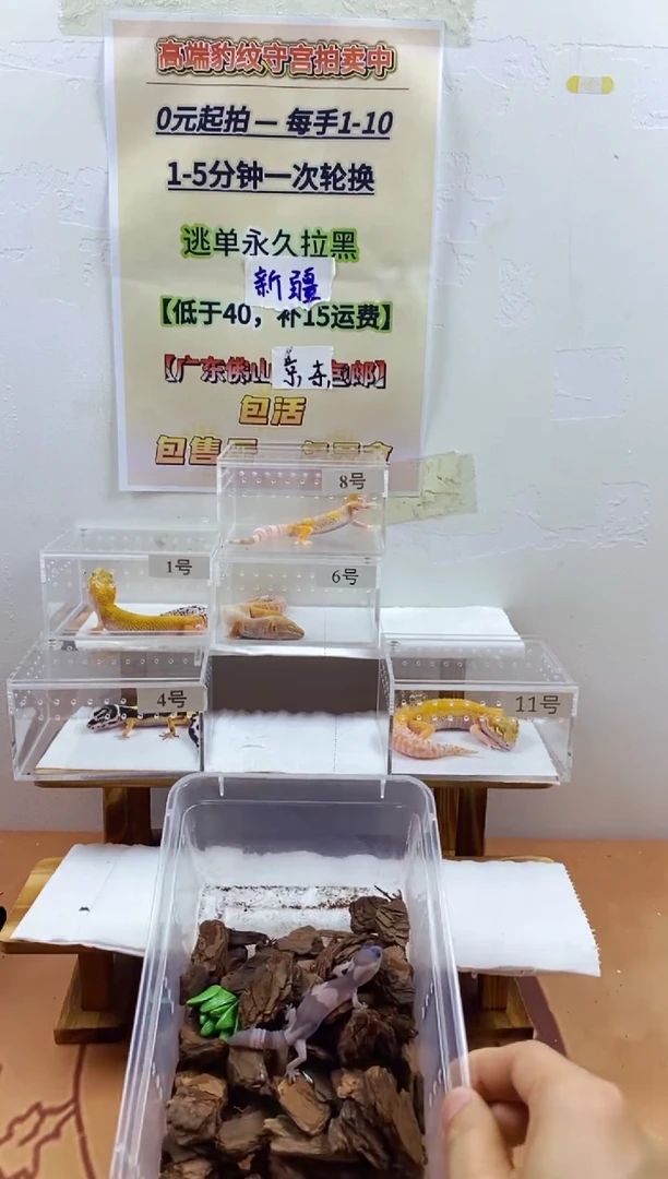 豹纹守宫豹纹守宫幼苗亚成体成体肥尾