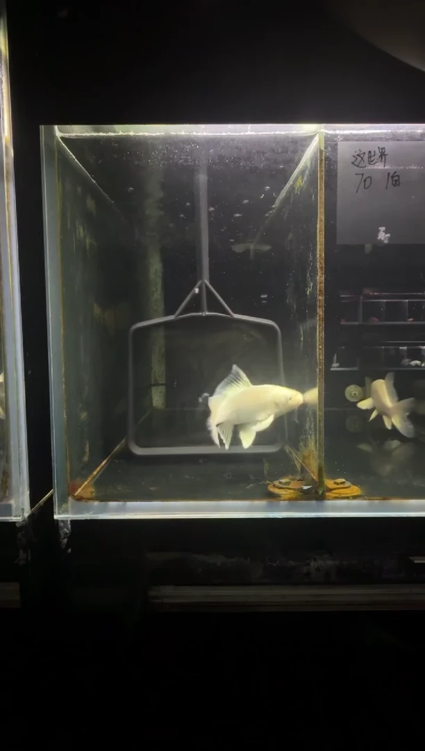 蝴蝶鲤鱼阳***孩白蝴蝶鲤