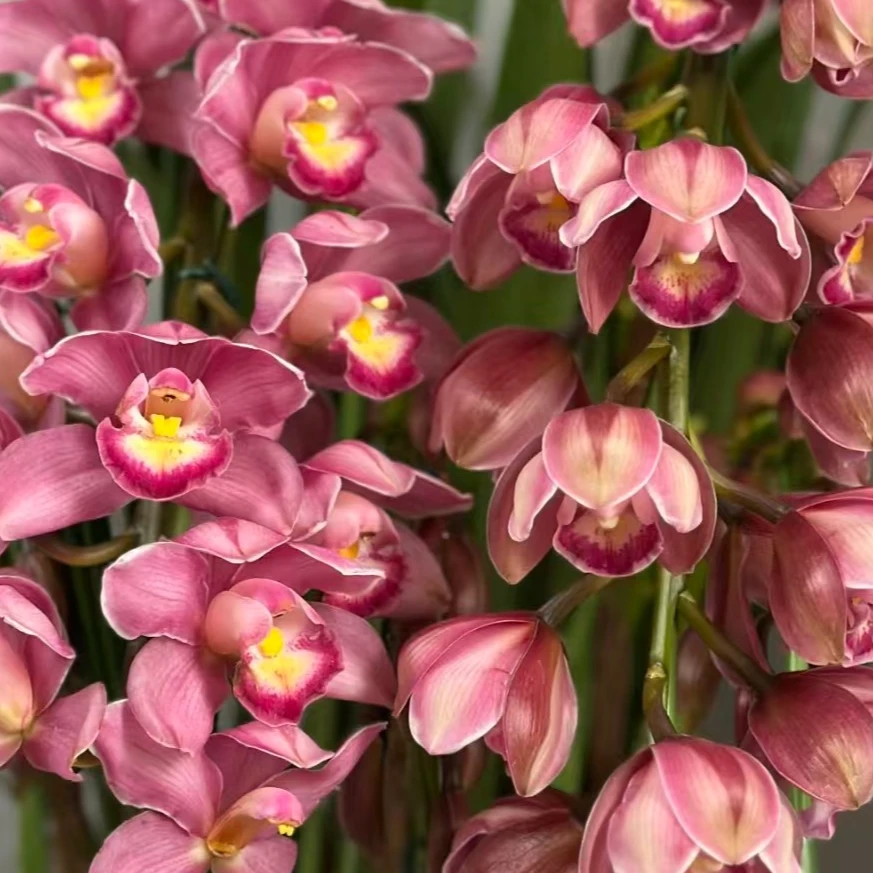 《粉绣球》粉色系大花蕙兰180口径高端室内盆栽云南基地直发