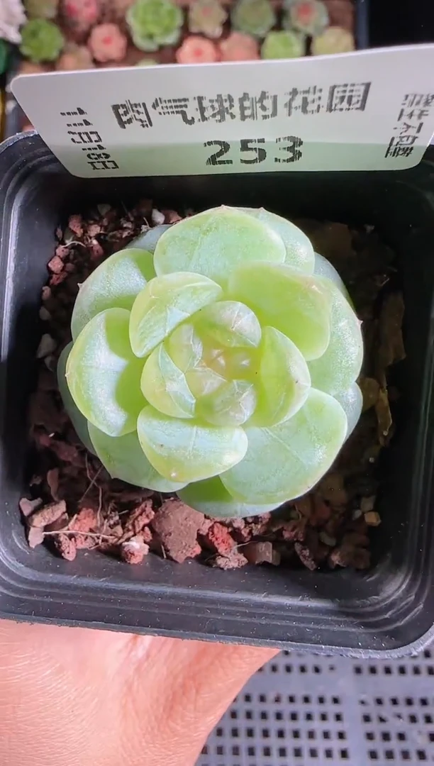 1118-253星月群生不包整