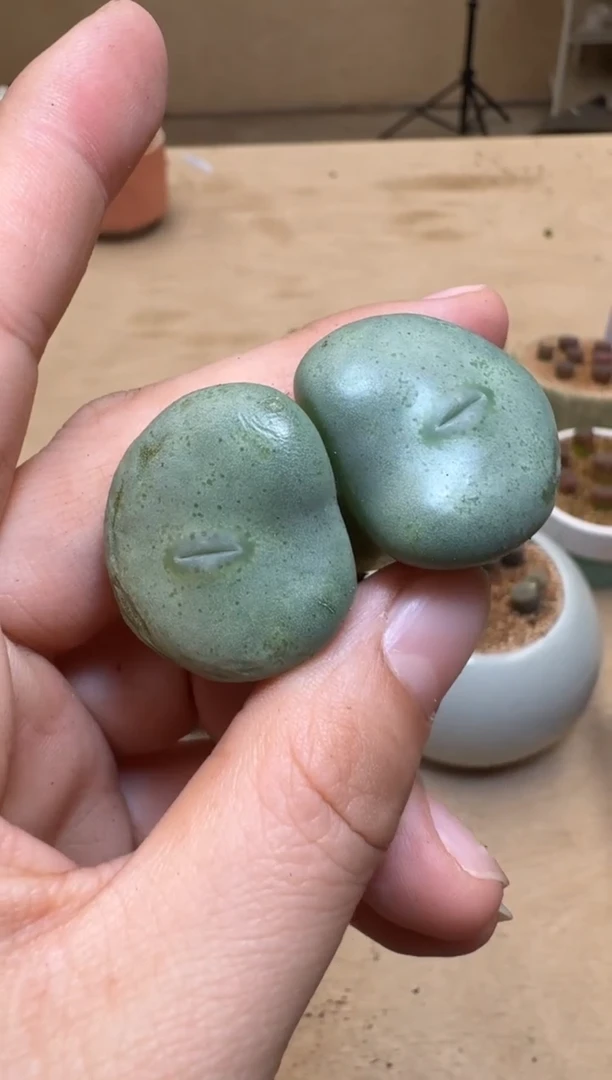 【闪购商品】1/24-126