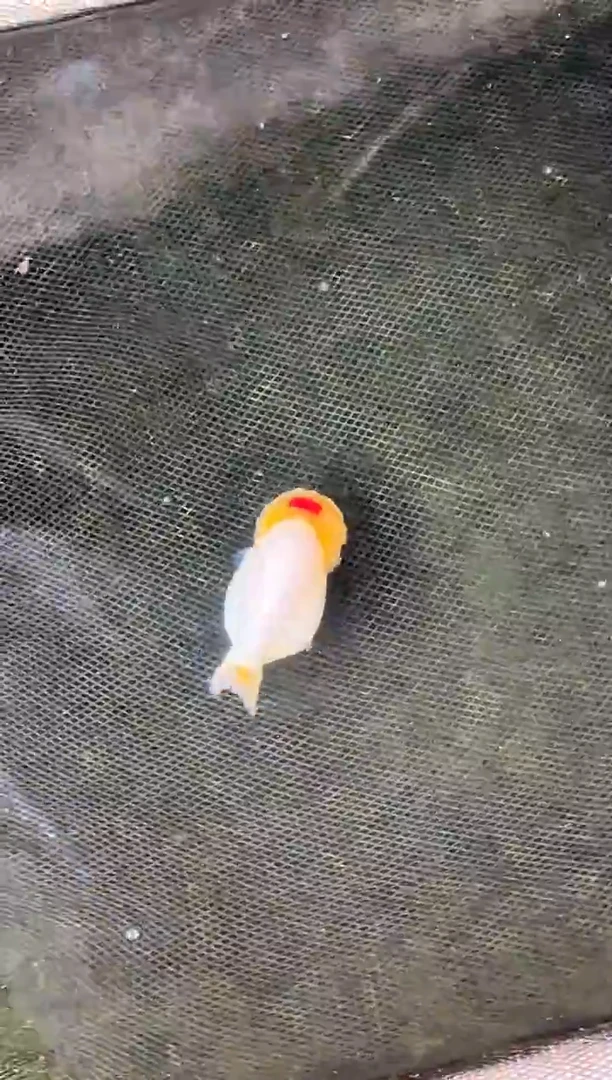 金鱼韩*水娃娃观赏鱼兰寿金鱼  不包邮