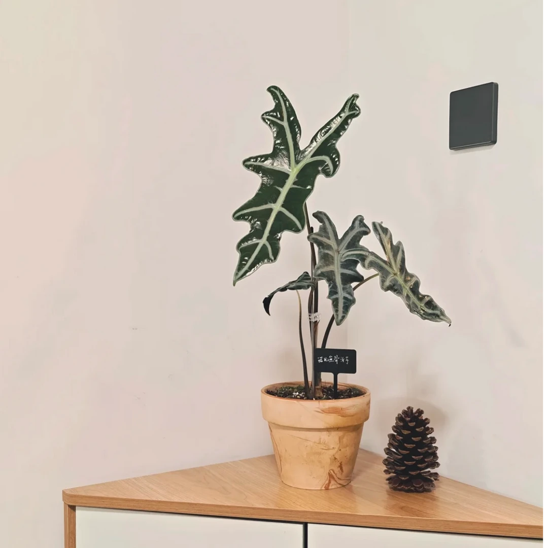 诺比海芋鱼骨稀有观叶热植物书房办公室天南星科绿植盆栽