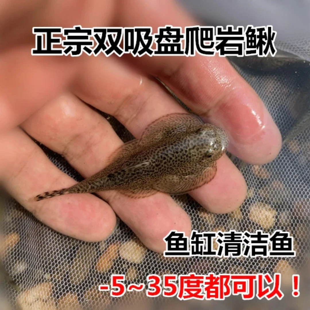 贵州爬岩鳅双吸盘爬岩鳅冷水清洁鱼淡水工具鱼擦玻璃吃垃圾鱼缸