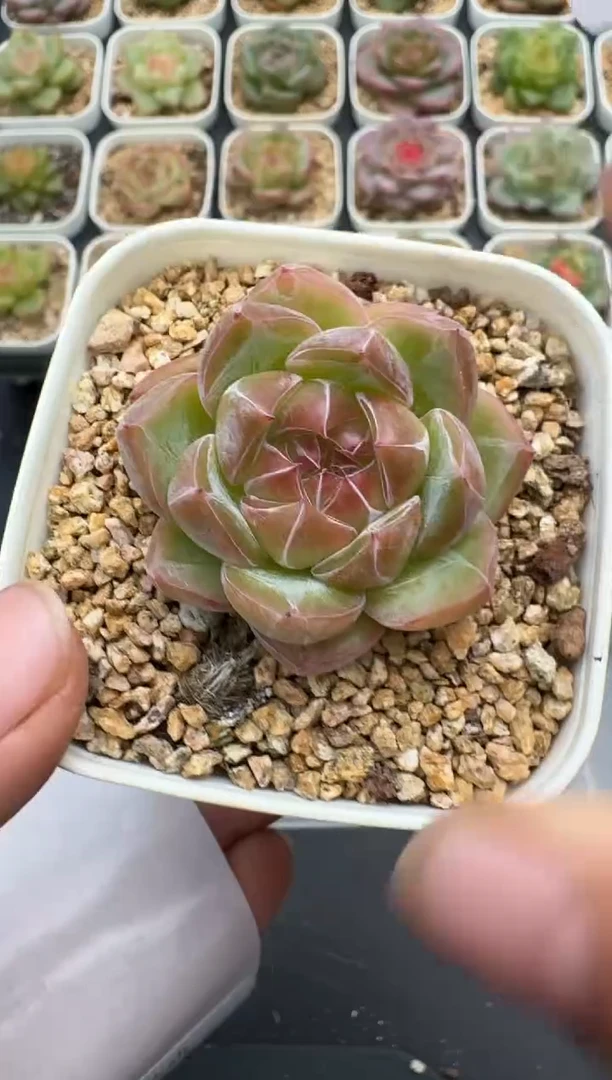 474E云禹多肉植物 带盆土纸巾打包 3颗包邮