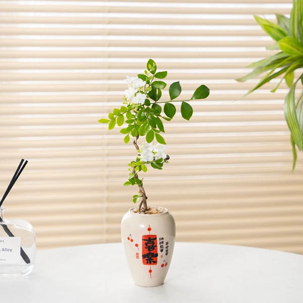 造型九里香盆栽办公室内桌面绿植茶几摆件四季开花情绪植物花卉