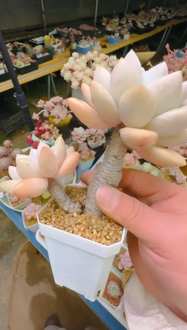 乐—390—仙农（香)