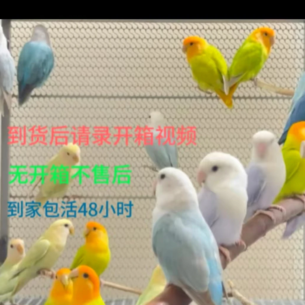 小雏鸟宠物鹦鹉手养牡丹（直播链接，一物一拍）