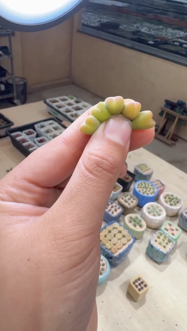 12-106多肉植物肉锥EA272一颗