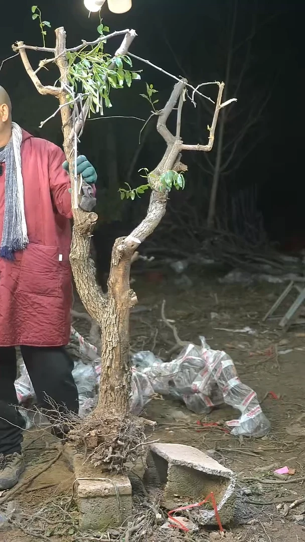 完全开放枣树001