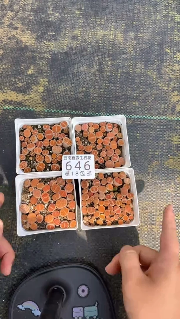 646特价花纹玉有瑕疵发货1盒量拍