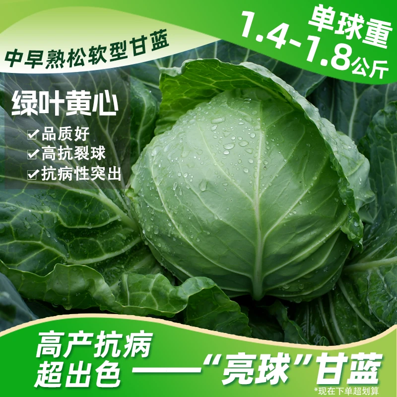 优秀的松软甘蓝中早熟适应性广抗病性突出  甘蓝种子亮球 10g/袋