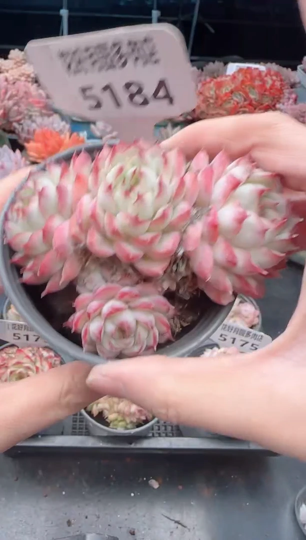 【闪购商品】5184.