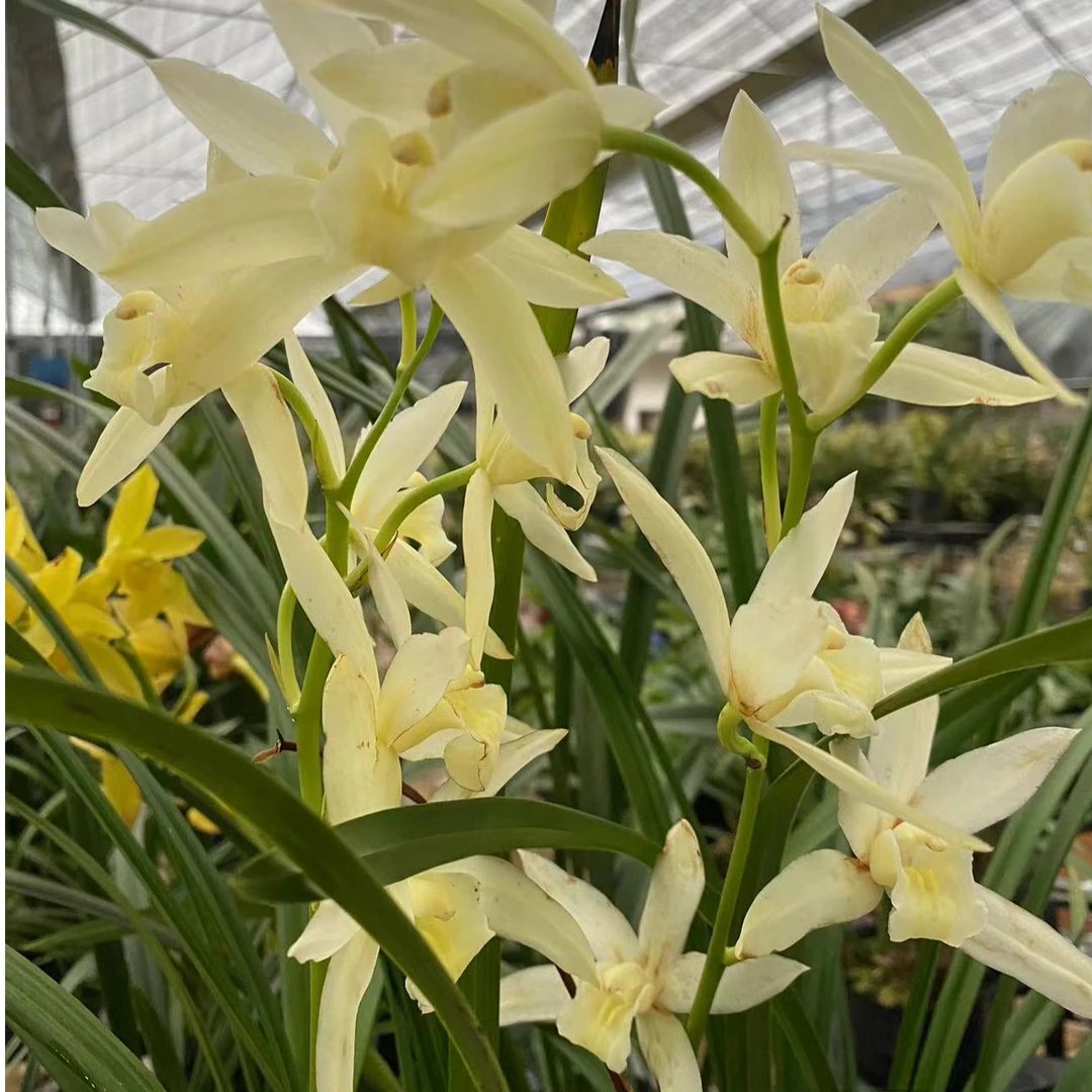 白雪公主建兰带花苞发货浓香原盆原土兰花盆栽室内办公室好养活