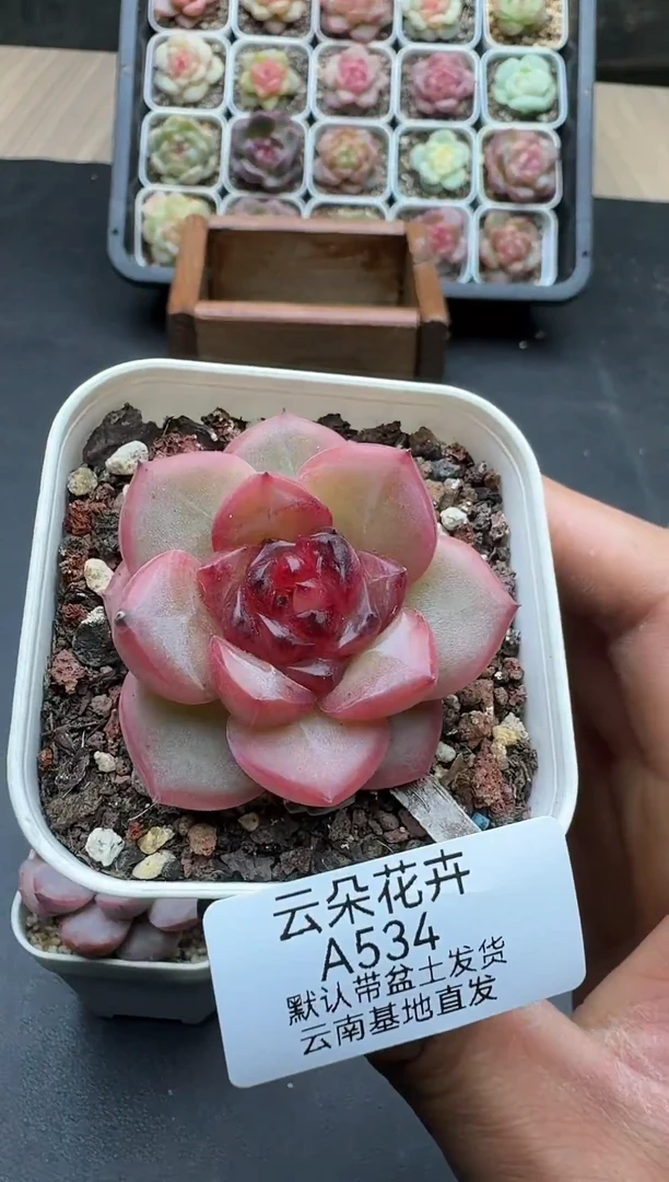 珍妮杂交多肉A534