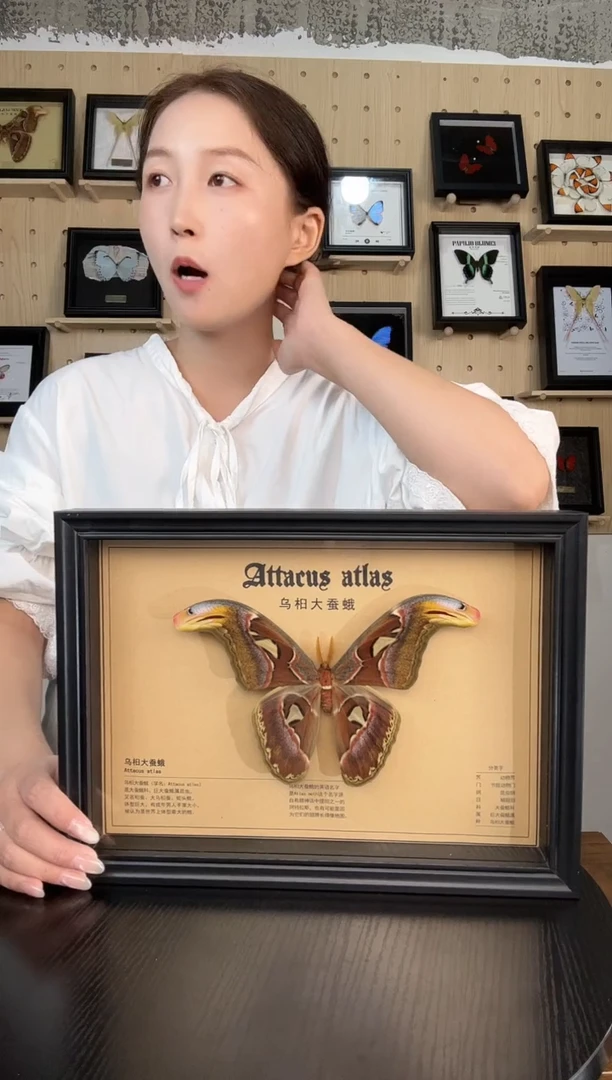 乌桕大蚕蛾（蝴蝶装饰画A4框）