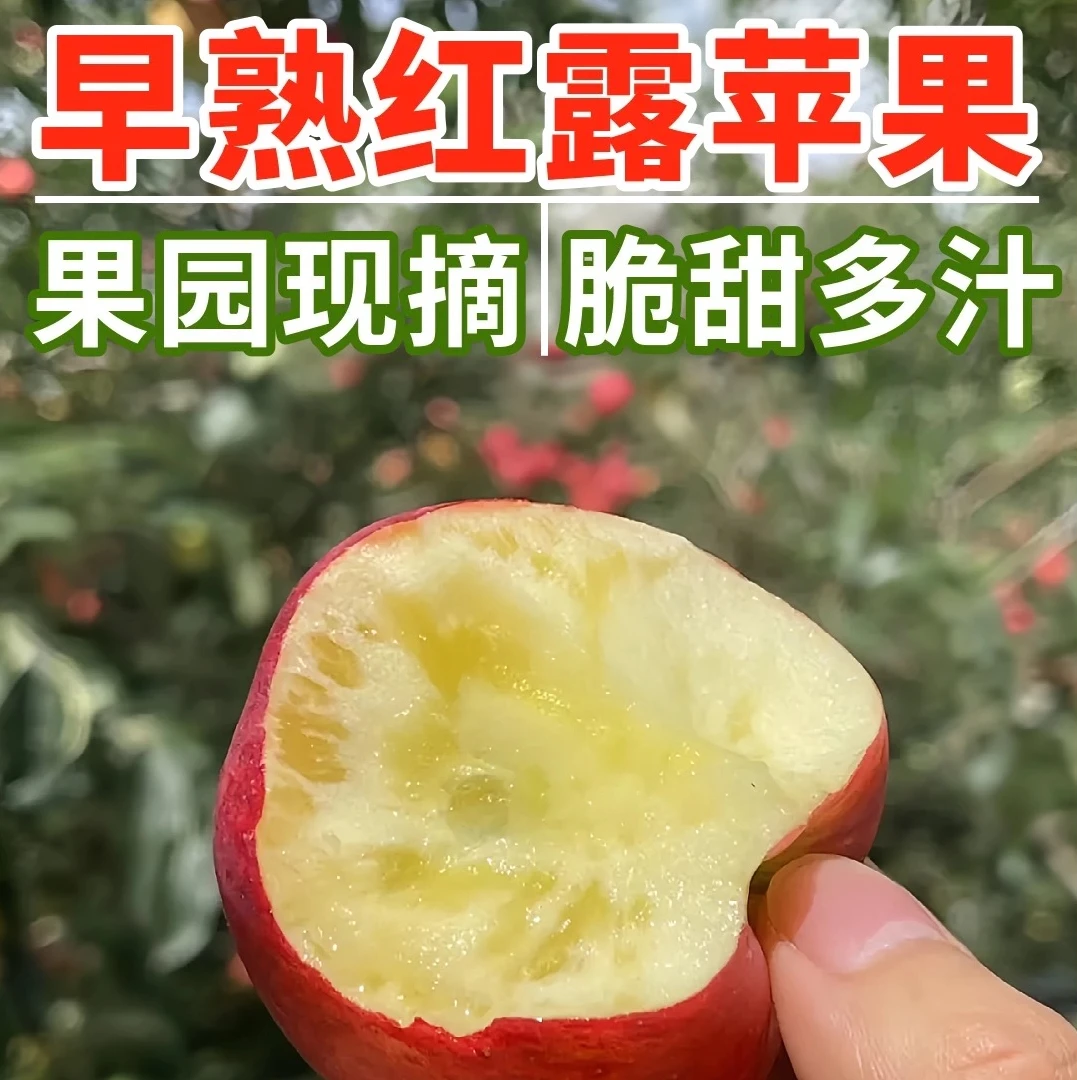 [野生小苹果]云南昭通丑苹果樱桃小苹果红露糖心纯甜无酸脆甜多汁