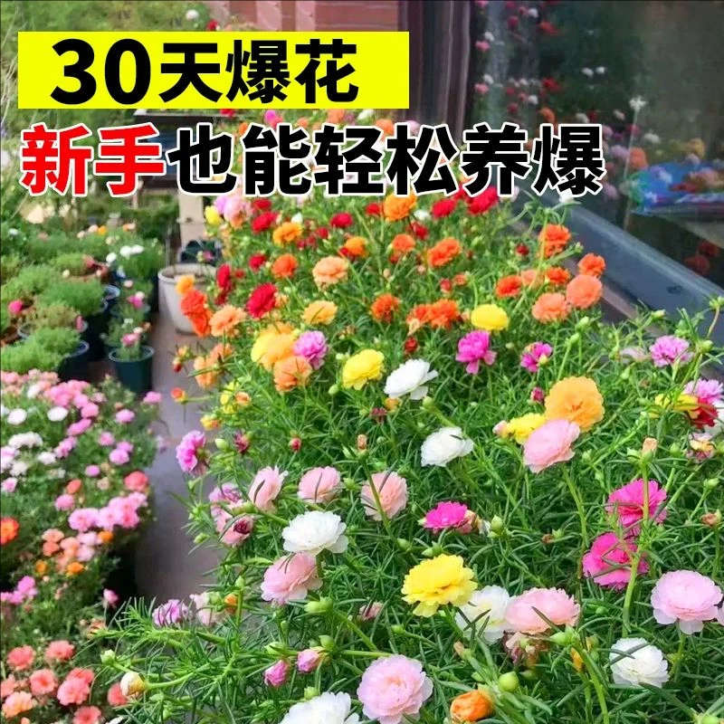 重瓣太阳花种子四季开花易活花籽花种籽子阳台庭院室外花卉花种子