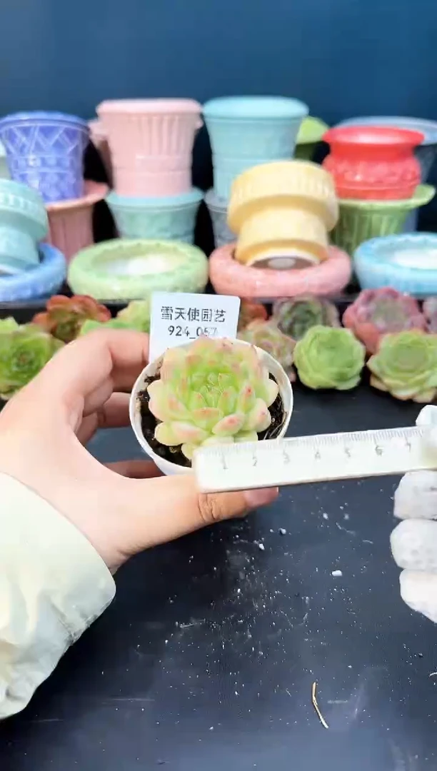 924-057青山（冠幅5cm）
