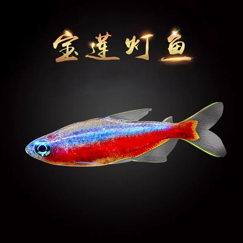 【老吴精选好物】巴西宝莲灯 南美精品观赏鱼（三单发货）