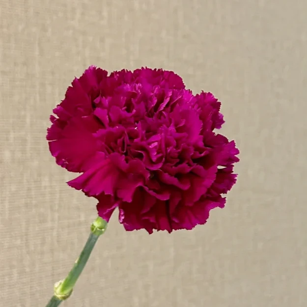 20支紫水晶康乃馨 单头 鲜花云南基地直发室内水养插花 斗南鲜花