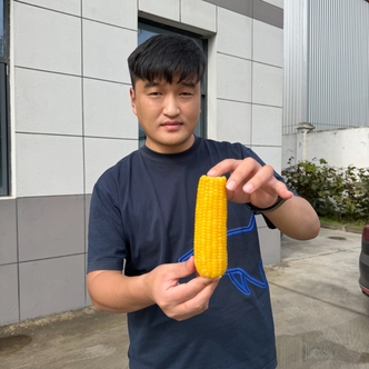 【薯与三讯】内蒙古沙土地2018黄糯玉米26年头茬玉米8根香