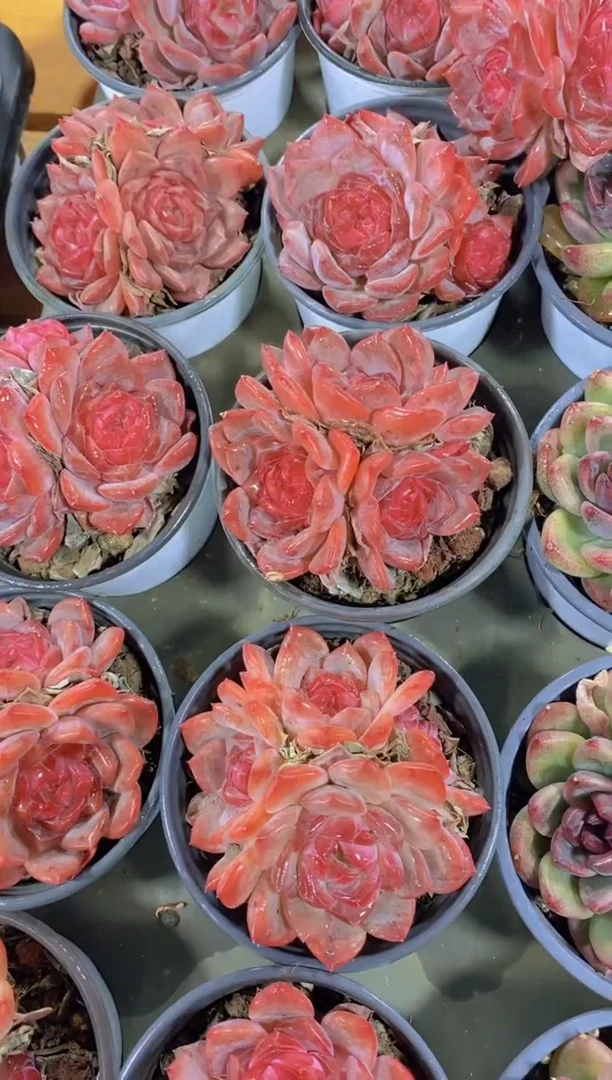 124-糖心琥珀群生（量拍）