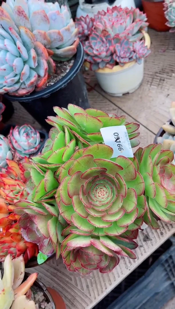 【闪购商品】09166多肉