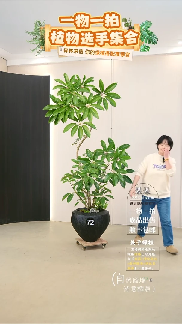 完全开放C*H日本进口保罗大叶伞连盆种好栽好一整套送货上门