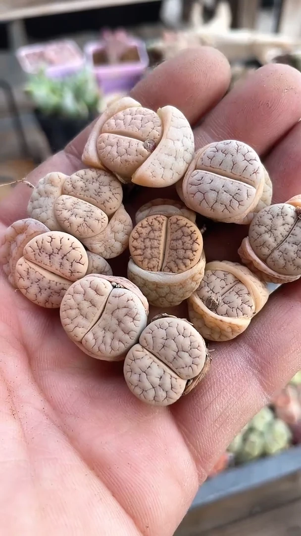 【闪购商品】9613直播一物一拍